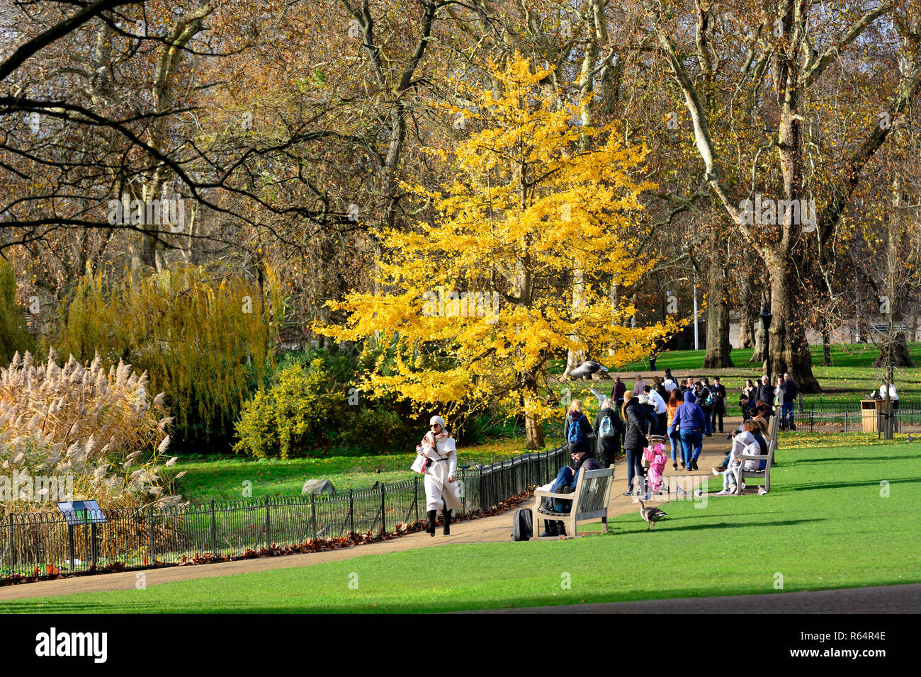 St James's Park im Herbst (November 2018) London, England, UK. Stockfoto