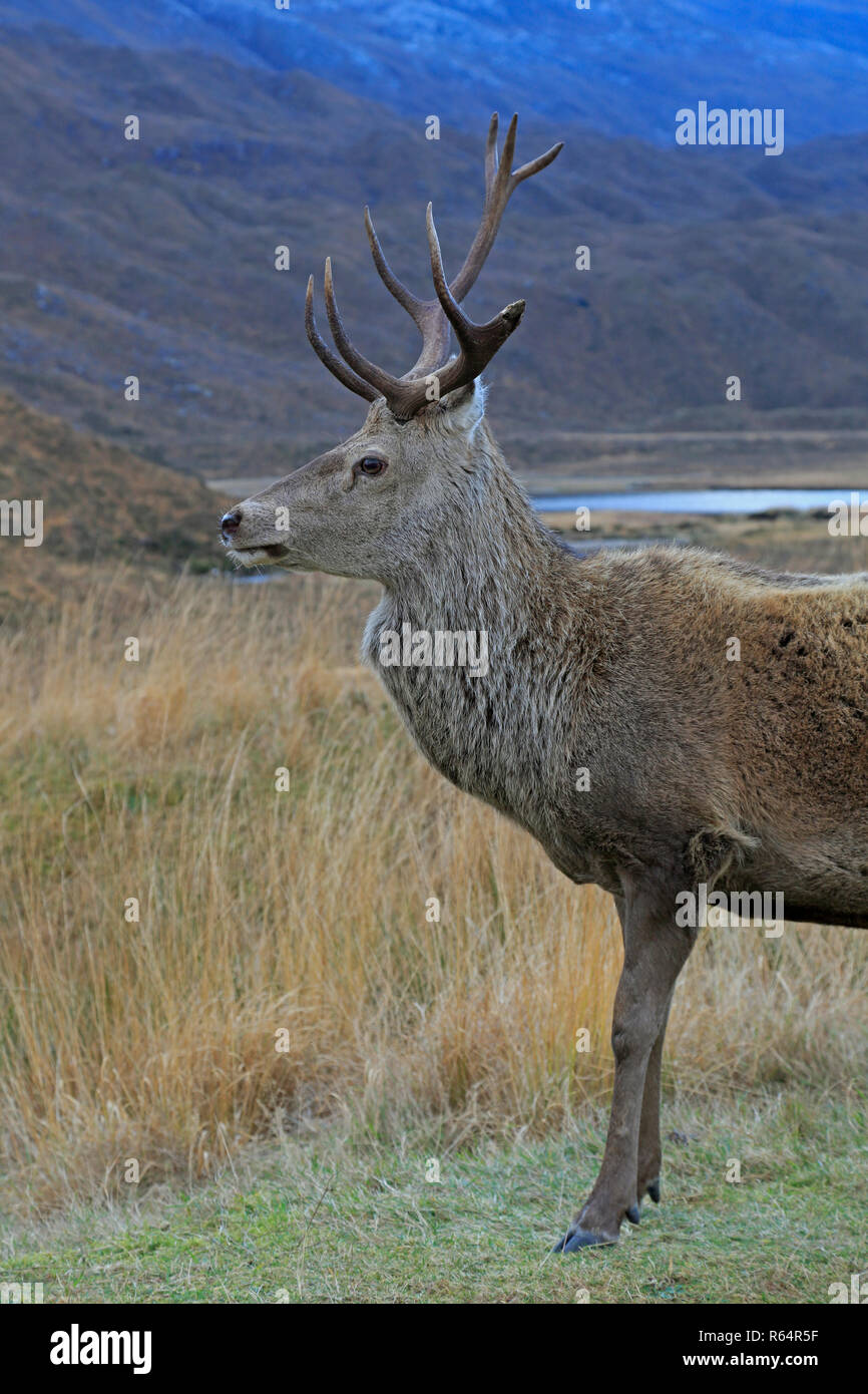 Red Deer Hirsch in Torridon Schottland Stockfoto