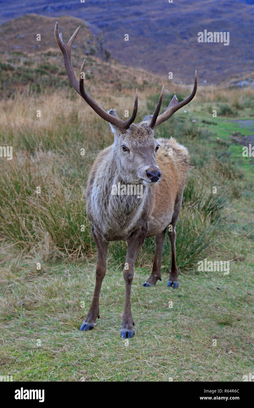 Red Deer Hirsch in Torridon Schottland Stockfoto