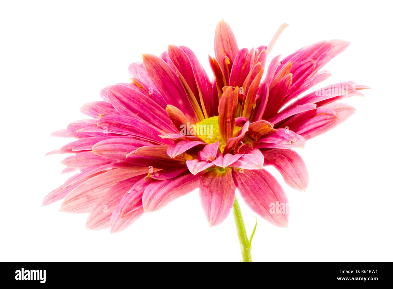 Makro eines isolierten Rosa aster Blume Blüte Stockfoto