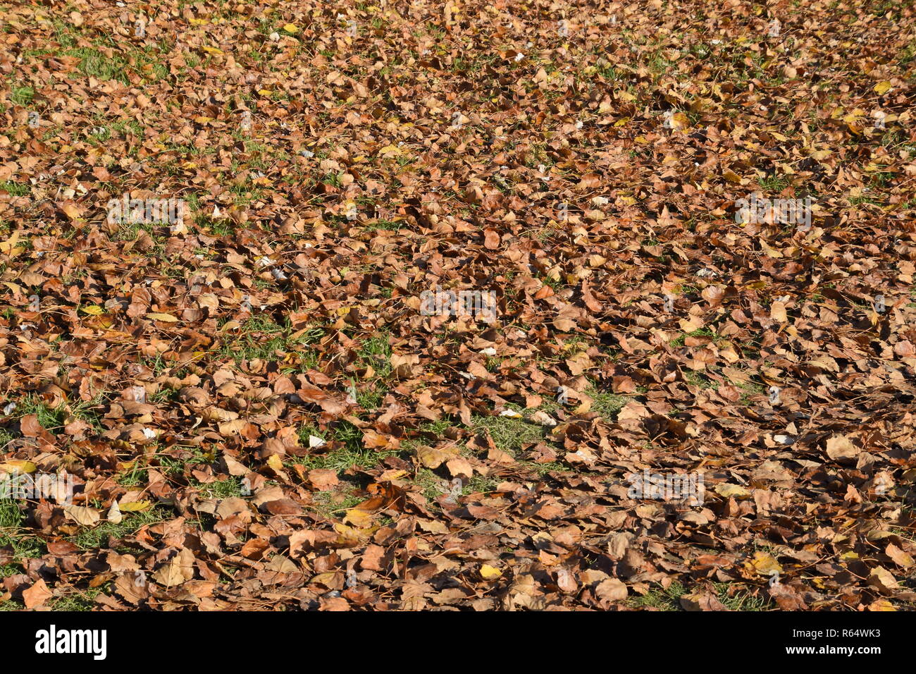 Strukturelle Hintergrund von gefallenen Blätter einer Pappel. Ein Teppich von Laub im Herbst. Die wurde Gelb Herbst trockene Blätter einer Pappel. Stockfoto