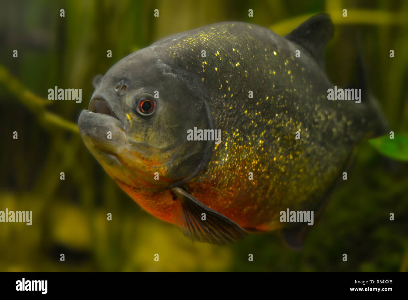 Red Piranha Stockfoto
