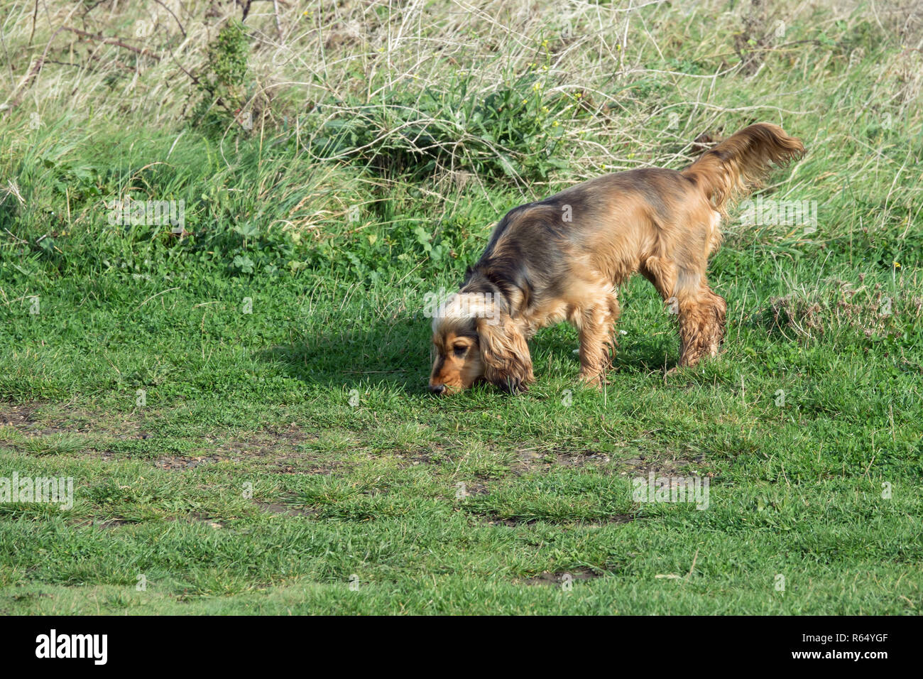 English Cocker Spaniel auf einem Duft Stockfoto