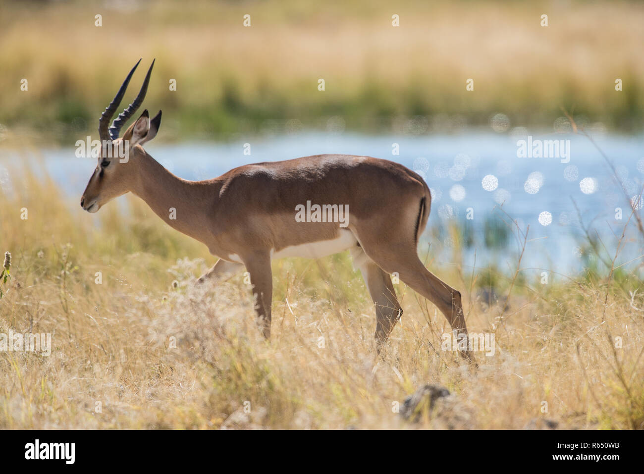 Schwarz konfrontiert impala Stockfoto