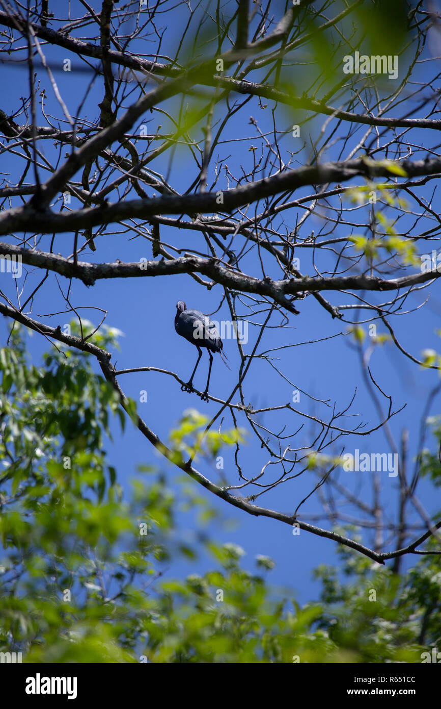Little Blue Heron (Egretta caerulea) auf einem Baum gehockt Stockfoto