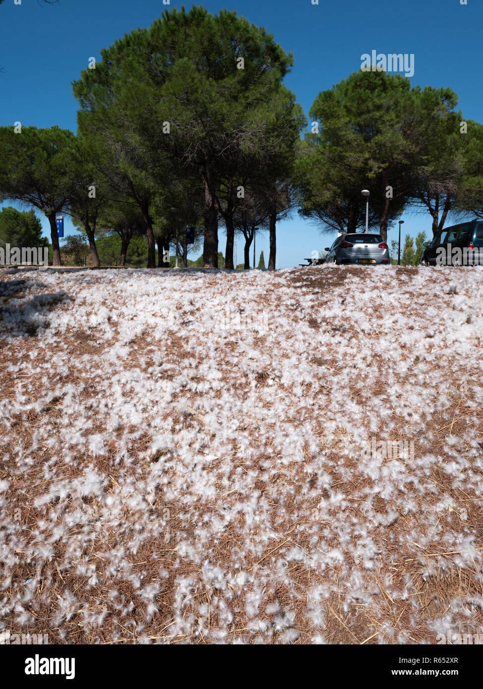 Weichen, weißen Flaumfedern am Boden auf einem Parkplatz an der Autobahn Rastplatz in der Nähe von Carcassonne, Südfrankreich. Stockfoto