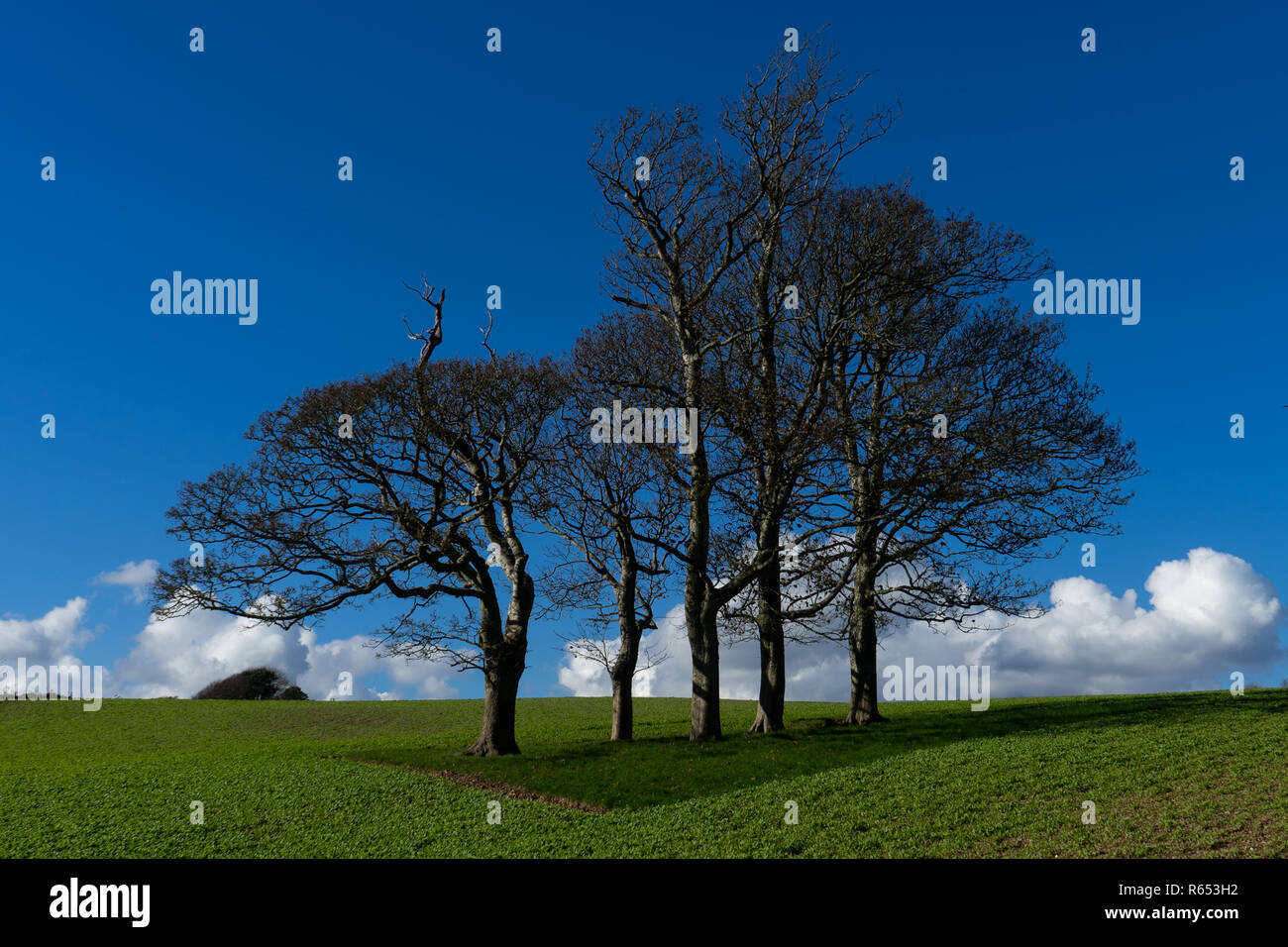 Blauer Himmel Wolken im Hintergrund, Bäume ohne Blätter und grüne Felder Stockfoto
