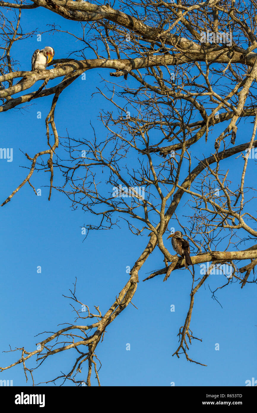 Yellow billed Hornbill (Tockus leucomelas) Anzeige in einem Baum als Teil der Umwerbung, Krüger Nationalpark, Südafrika Stockfoto