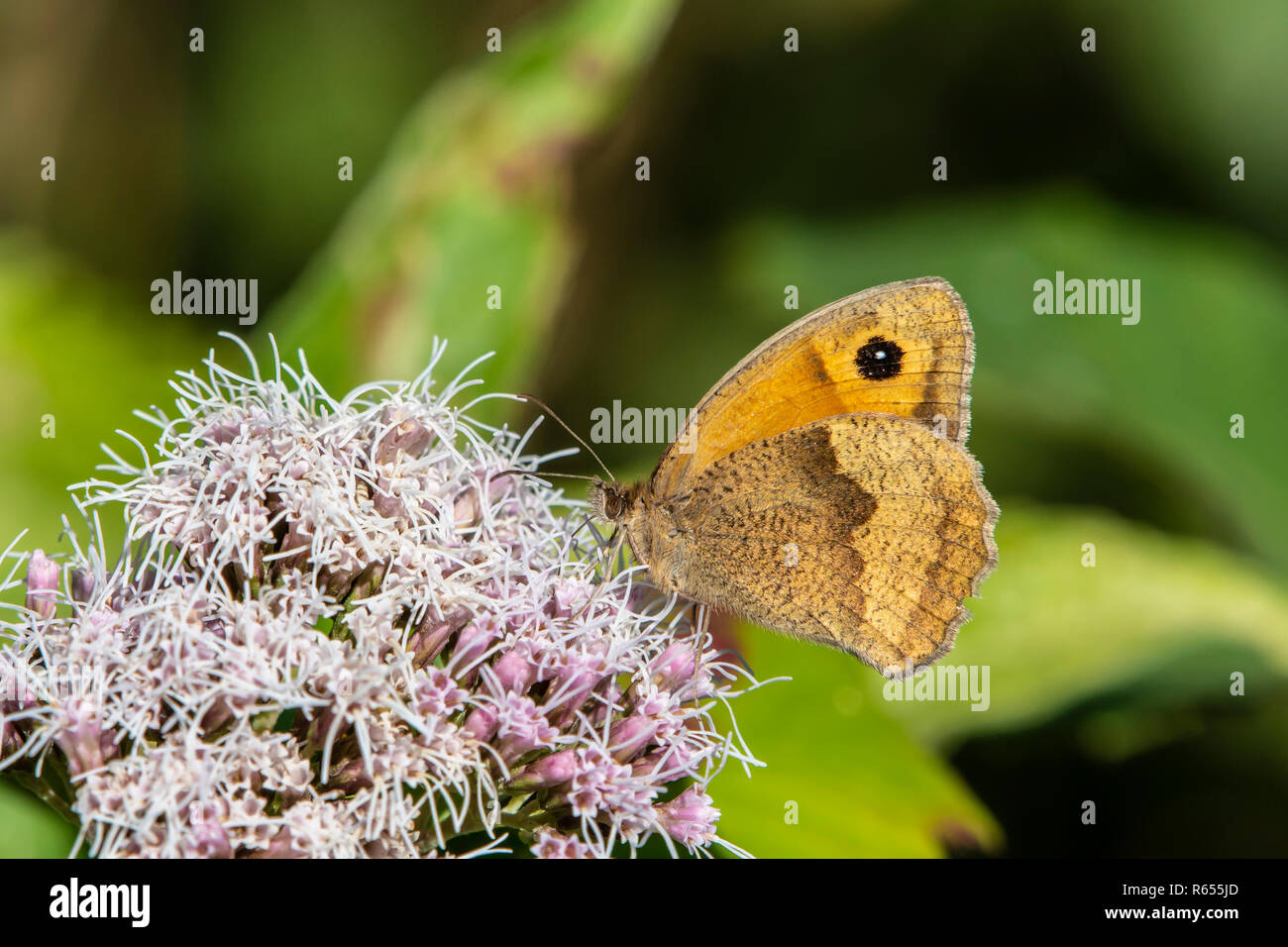 Gatekeeper / Hedge Brown (Pyronia Tithonus) Stockfoto