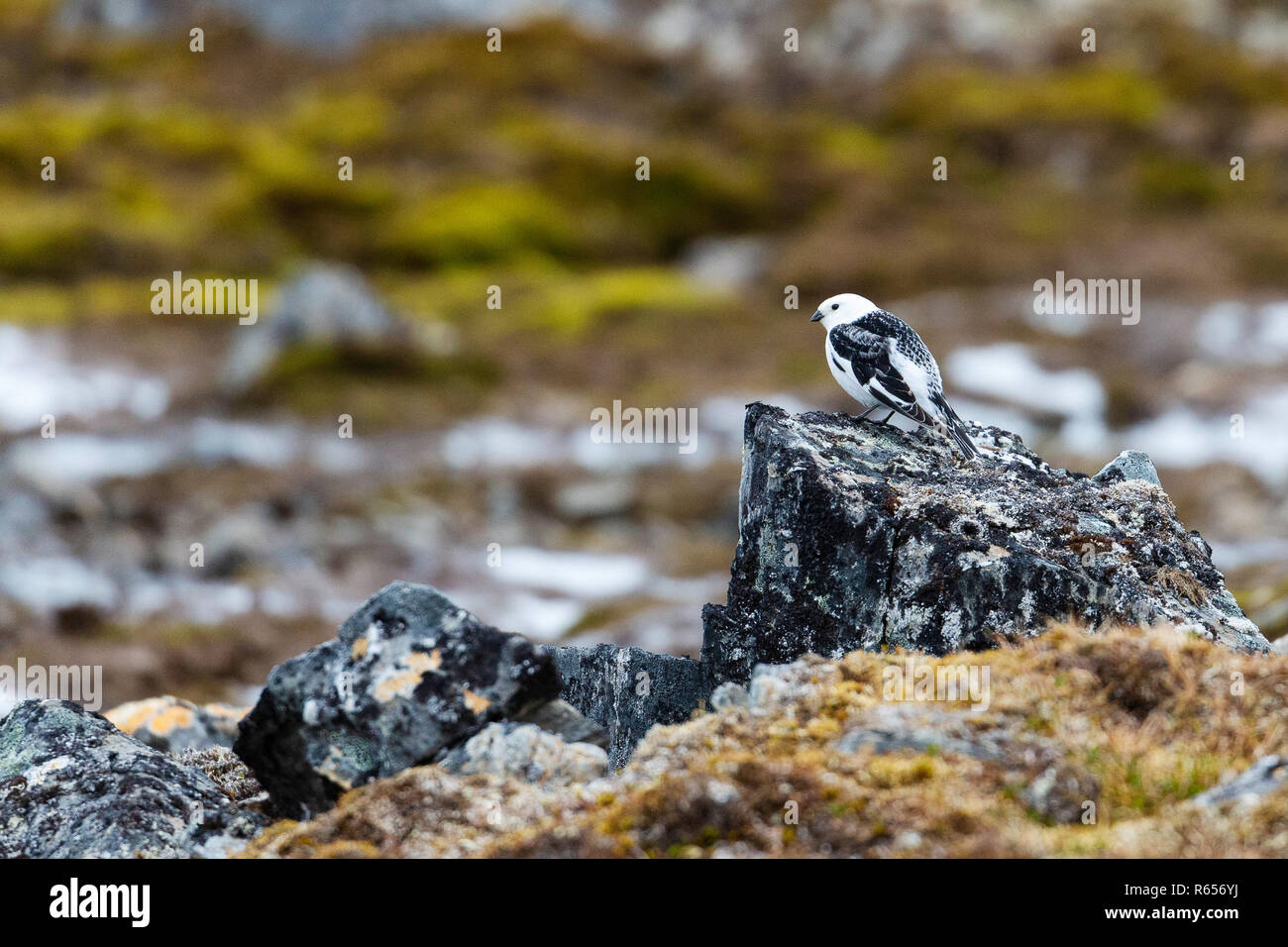 Erwachsene männliche Schneeammer, Plectrophenax nivalis, in frischem Schnee am Signehamna, Krossfjord, Svalbard, Norwegen. Stockfoto