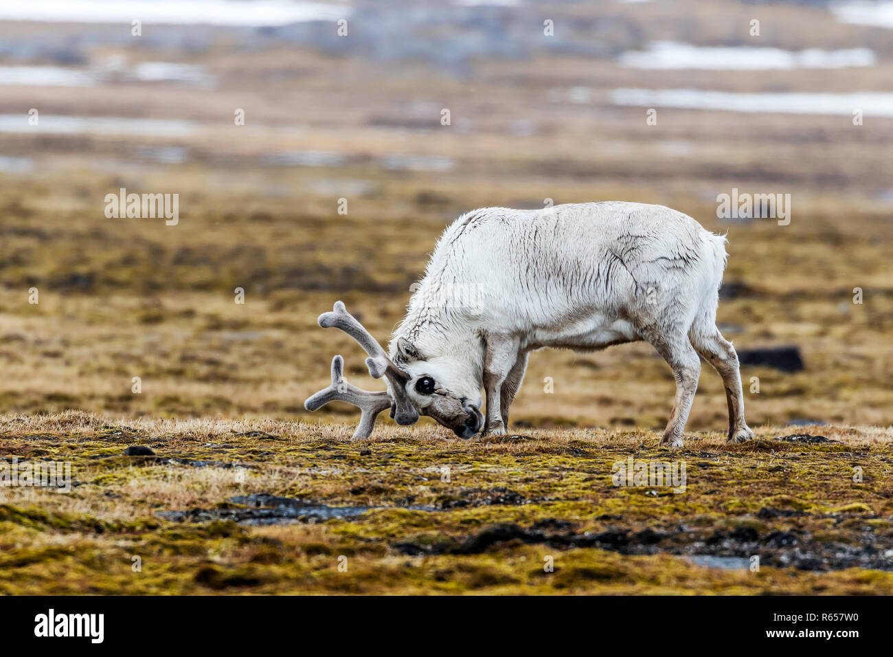 Svalbard rentier Rangifer tarandus, Beweidung auf Russebuhkta, Edgeøya, Svalbard, Norwegen. Stockfoto