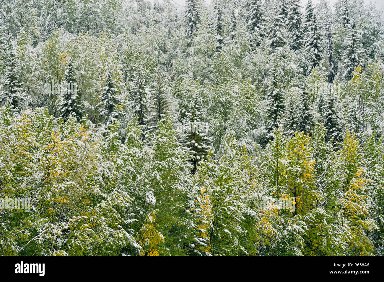 Nadelbaum und Espe Bäume mit nassen Schnee Anfang September, Highway 29 nach Hudsons Hope BC, Britisch-Kolumbien, Kanada Stockfoto