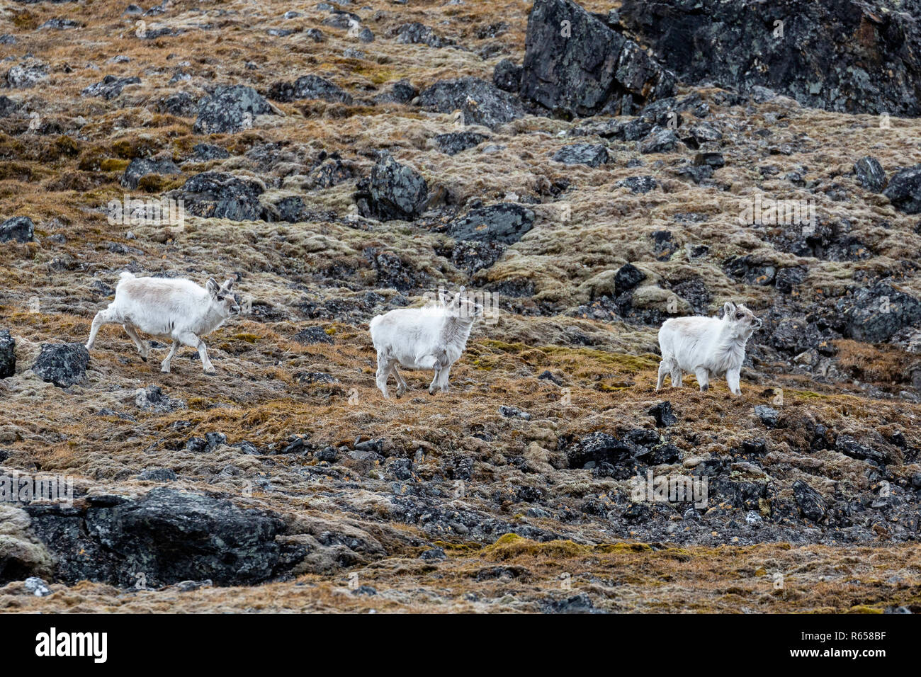 Svalbard rentier Rangifer tarandus, an Russebuhkta, Edgeøya, Svalbard, Norwegen. Stockfoto