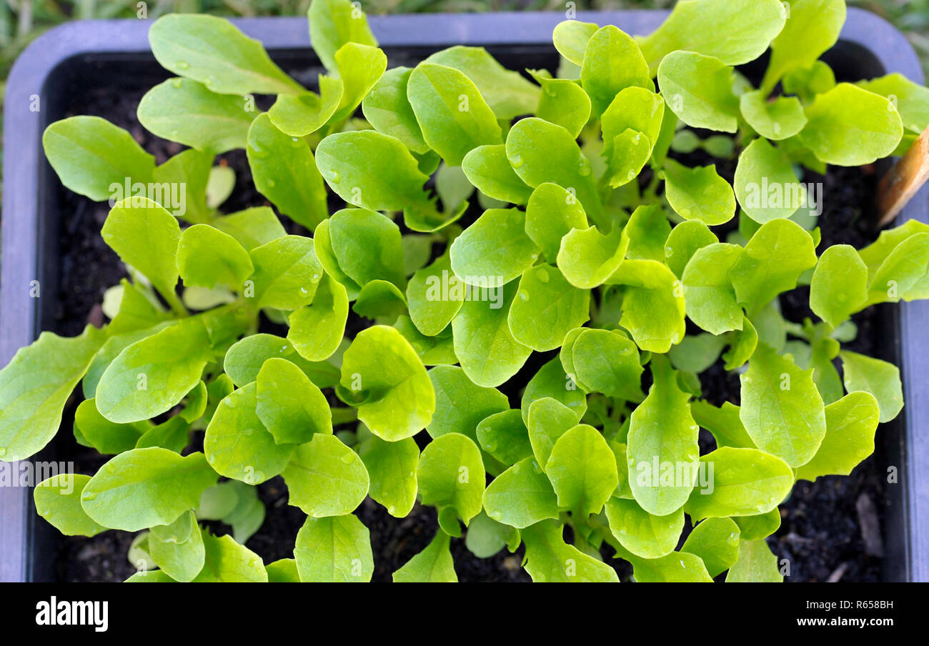 Fach von Römischer Salat Sämlinge, kleinen Pflanzen bereit, die für die das Stechen oder Umpflanzen in die endgültige wachsenden Positionen nach unter g gestartet wird. Stockfoto