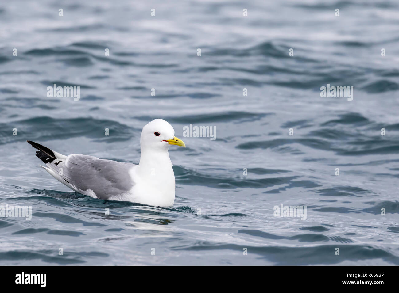 Nach schwarz-legged Dreizehenmöwe, Rissa tridactyla, auf dem Wasser zu Gnålodden, Hornsund, Svalbard, Norwegen. Stockfoto