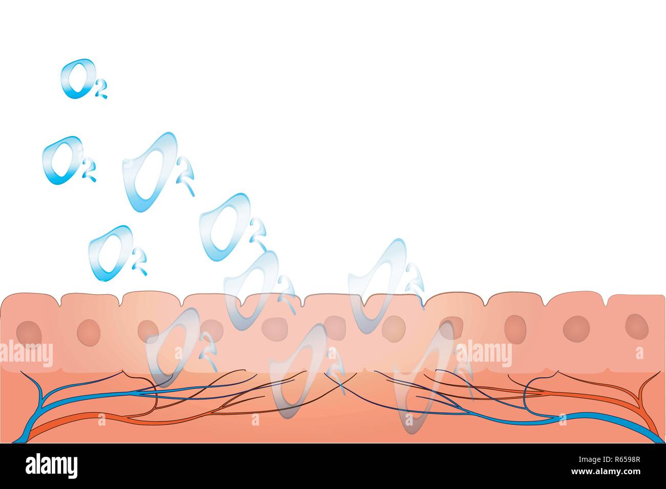 Abbildung: Haut- und Sauerstoffmoleküle. Kosmetologie Stock Vektor