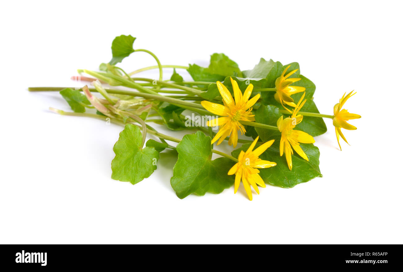 Caltha palustris Sumpfdotterblume oder isoliert auf Weiss. Stockfoto