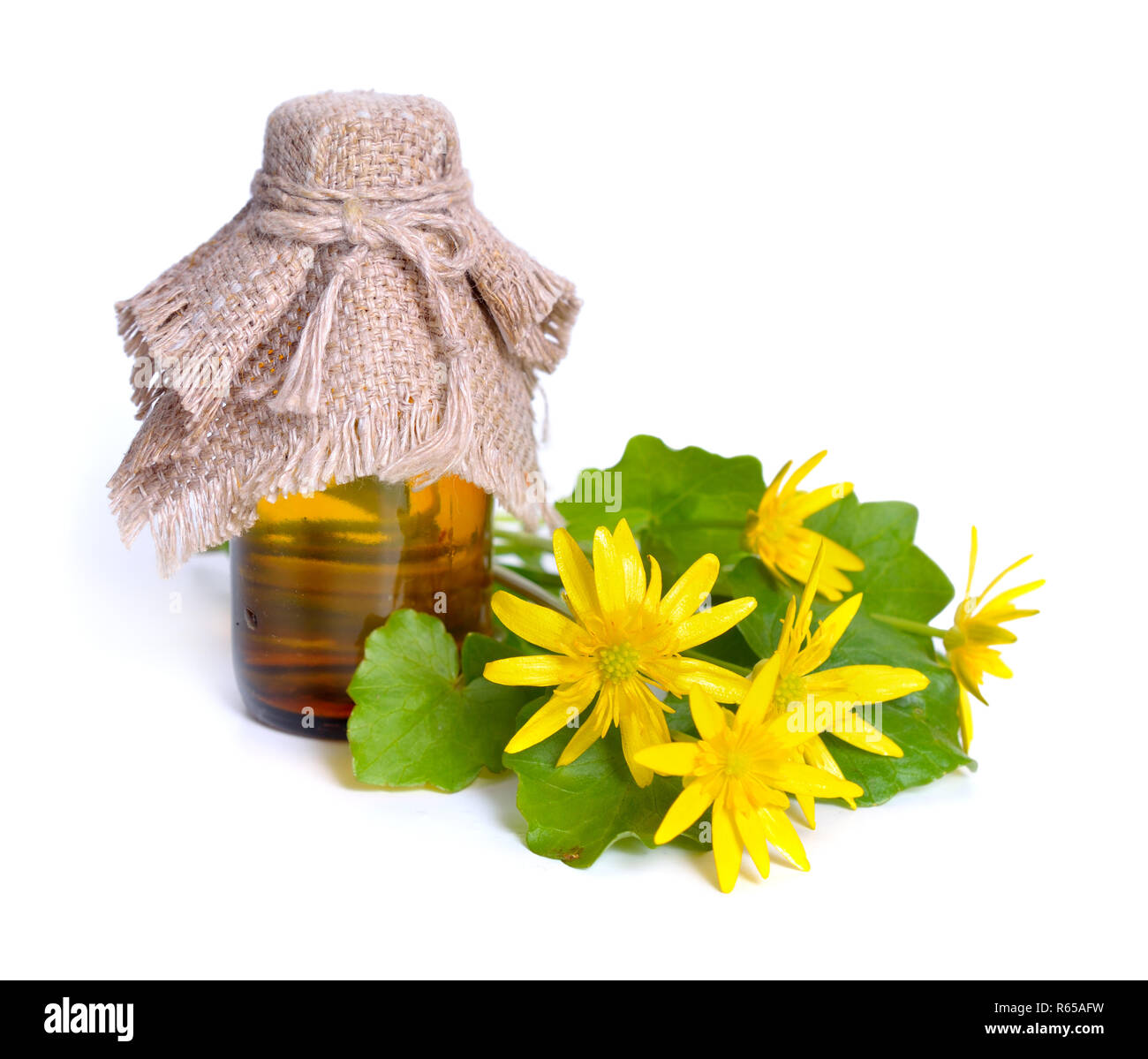 Caltha palustris Sumpfdotterblume oder isoliert auf Weiss. Stockfoto
