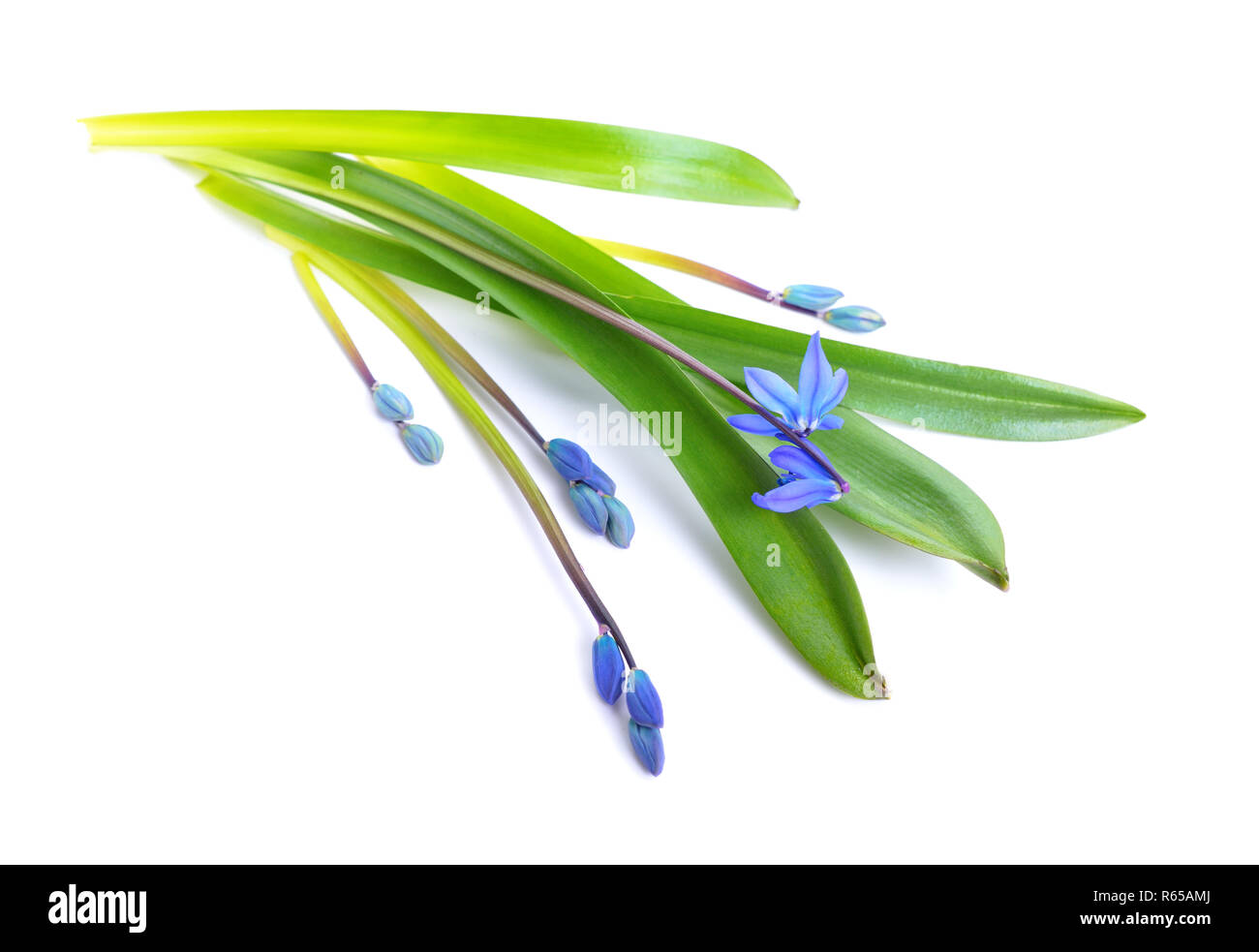 Blaue Blumen oder Scilla Scilla siberica, blausterne. Auf weiß isoliert. Stockfoto
