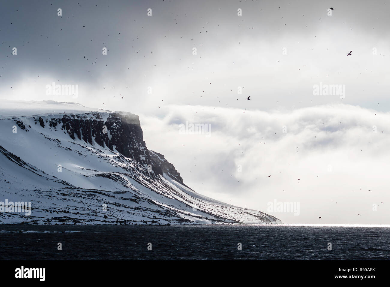 Brünnich's Guillemot, Uria lomvia, nesting Klippen am Kap Fanshawe, Spitzbergen, Svalbard, Norwegen. Stockfoto