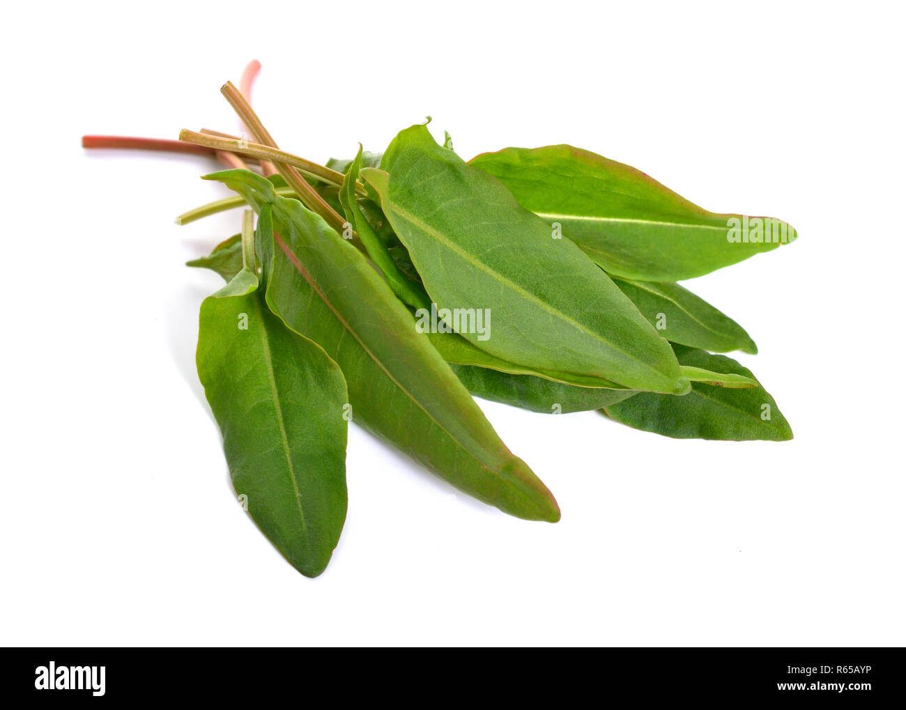 Frische gemeinsame Sauerampfer oder Garten oder Sauerampfer, Rumex acetosa, isoliert auf Weiss. Stockfoto