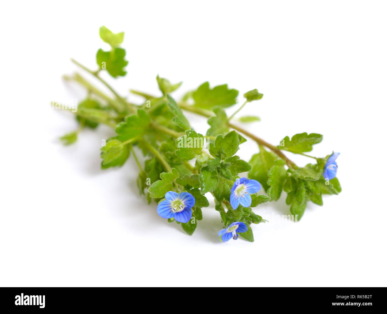 Veronica filiformis. Es ist bekannt durch viele gemeinsame Namen, einschließlich schlanke Speedwell, schleichende Speedwell, threadstalk Speedwell und Whetzel Unkraut. Isolat Stockfoto