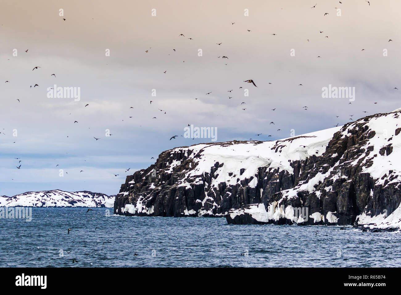 Brünnich's Guillemot, Uria lomvia, nesting Klippen am Kap Fanshawe, Spitzbergen, Svalbard, Norwegen. Stockfoto