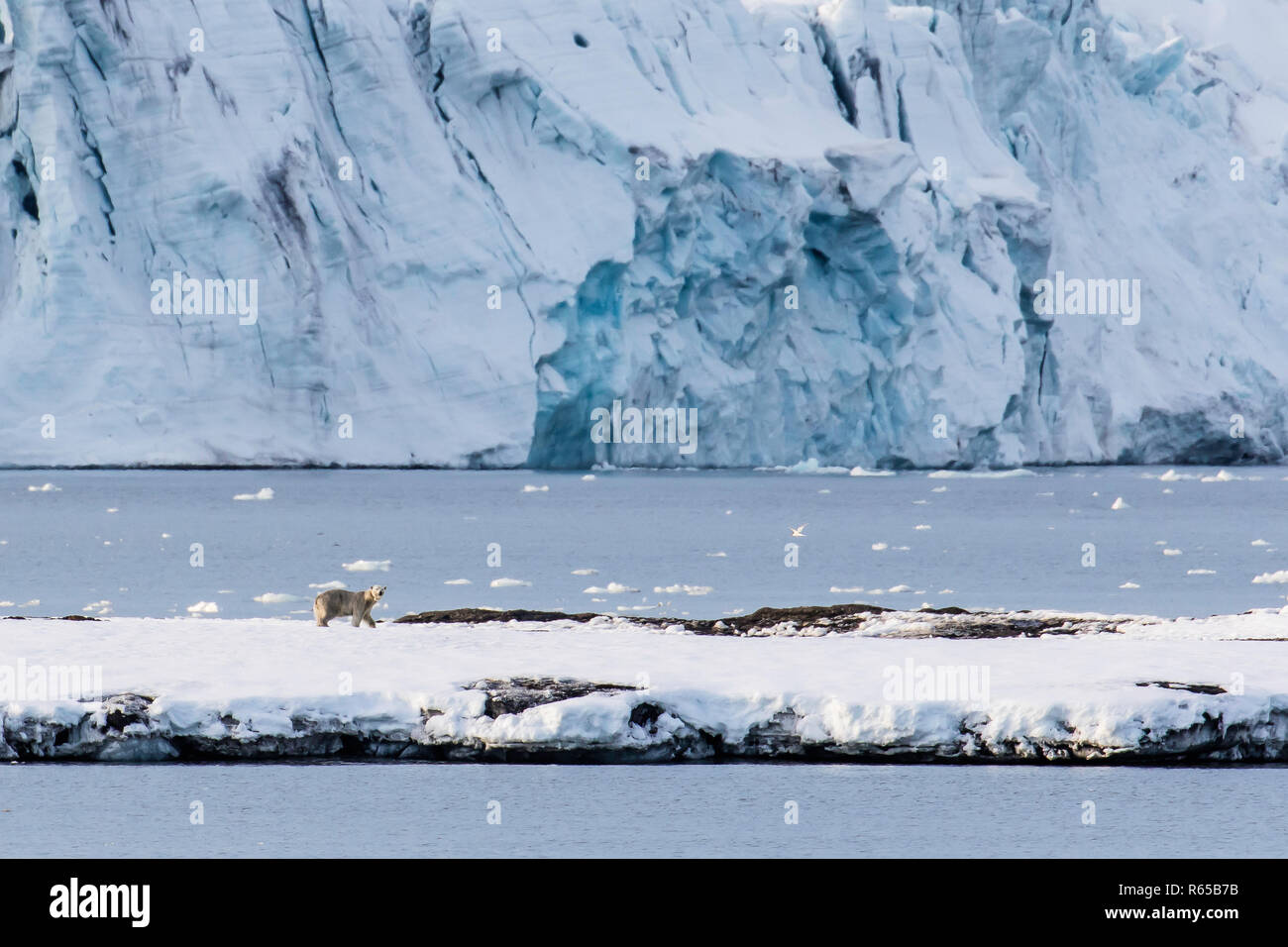 Polar Bear in natürlicher Umgebung, Ursus maritimus, auf Eis im Hornsund, Spitzbergen, Svalbard, Norwegen. Stockfoto