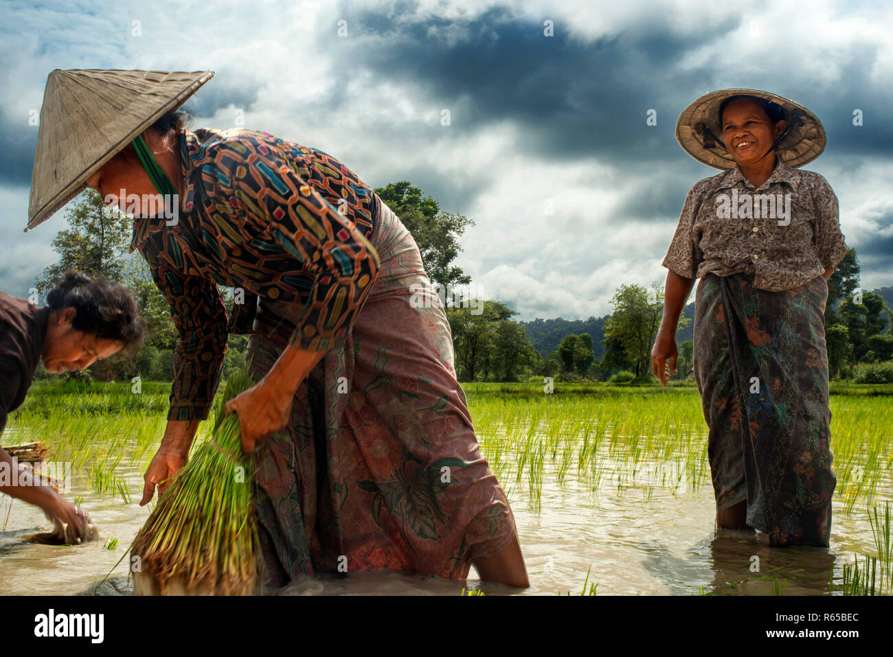 Frauen in der ricefiel Plantage in der Nähe von Champasak, Laos arbeiten Stockfoto