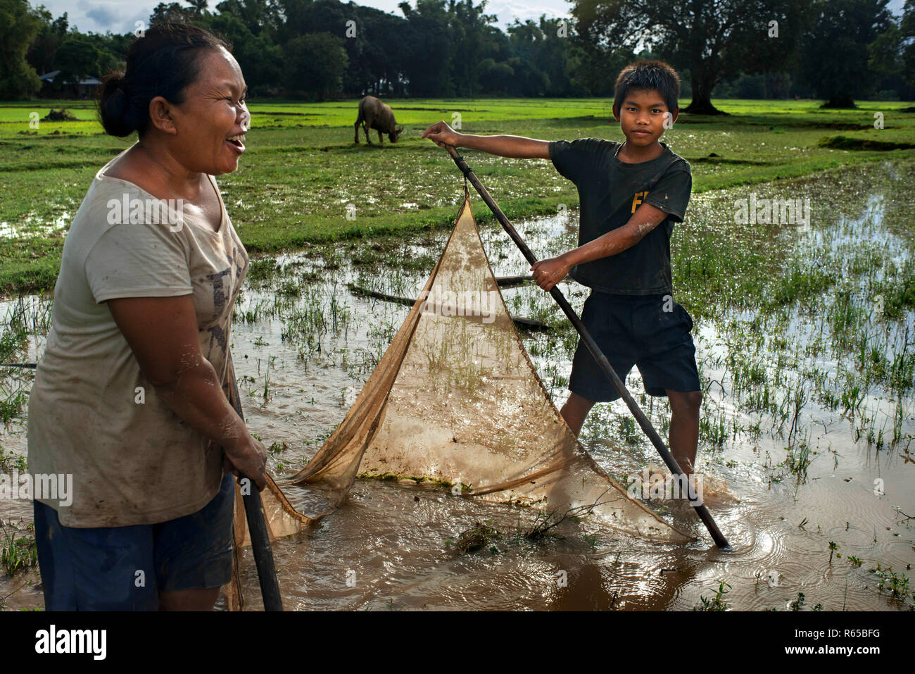 Die traditionelle Fischerei mit einem Netz in den Sümpfen zwischen Reisfeldern in Pakse Laos Stockfoto