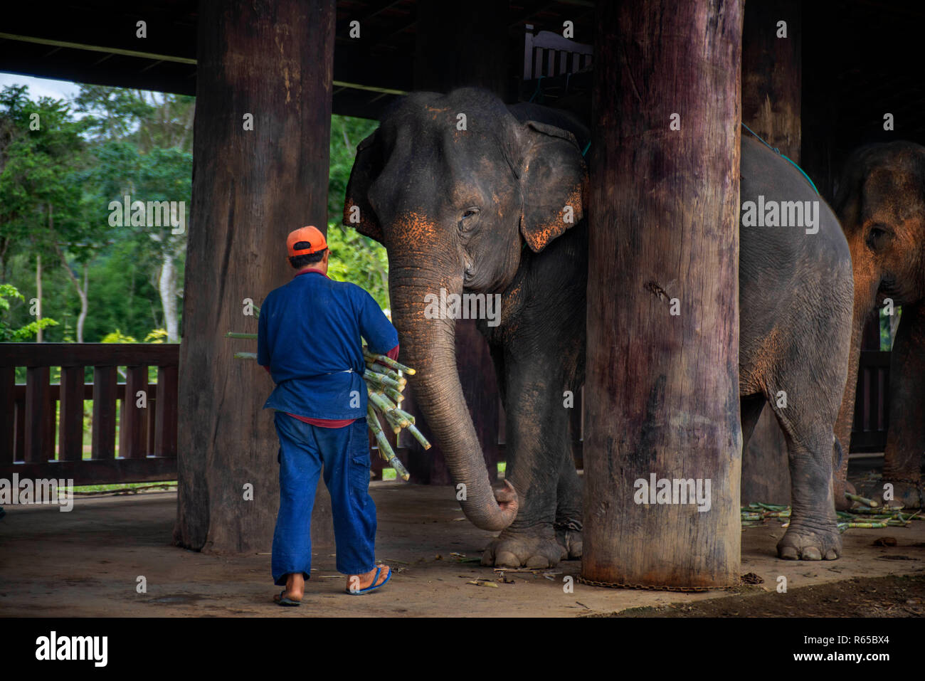 Mahouts mit einem Elefantenritt in Khan River in der Nähe von Luang Prabang Laos Stockfoto