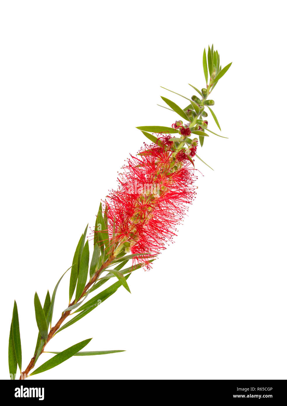 Melaleuca Teebaum Zweig mit Blüten. Auf weissem Hintergrund Stockfoto