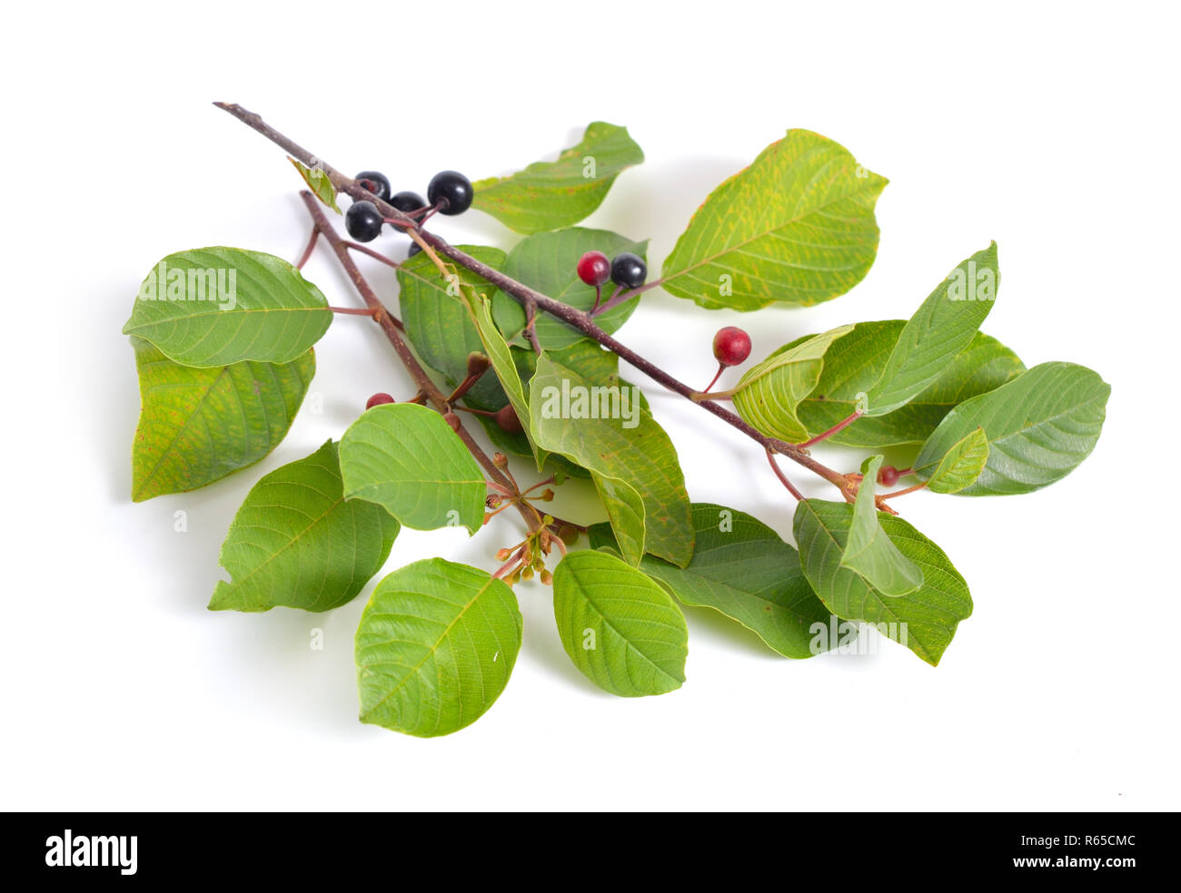 Frangula Alnus, allgemein bekannt als der Faulbaum, glänzend, oder brechen SANDDORN Sanddorn. Auf weiß isoliert. Stockfoto