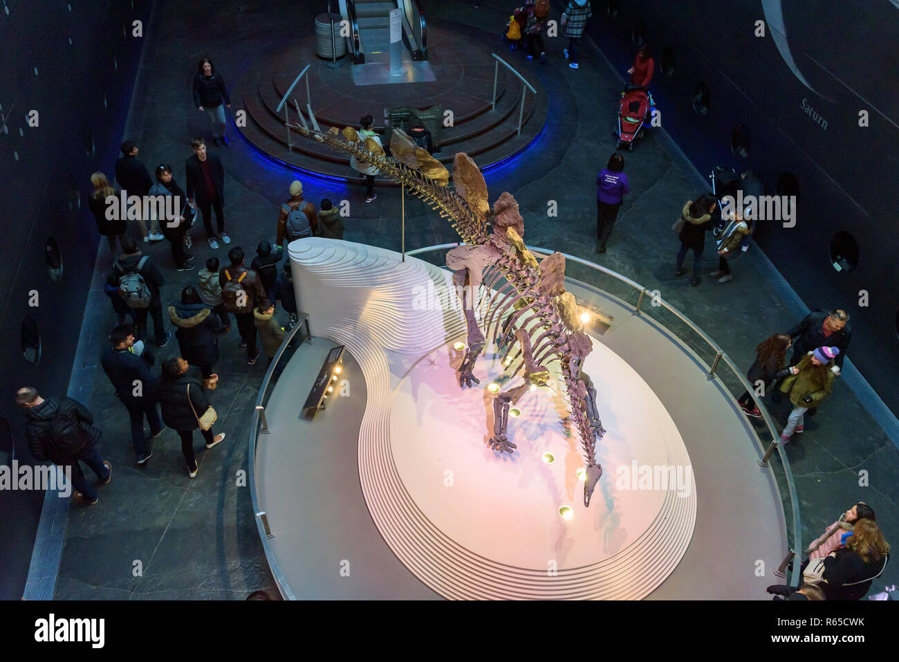 London, Großbritannien - 29 April, 2018 - Ansicht von oben auf die vollständigste Stegosaurus Skelett im Natural History Museum Stockfoto