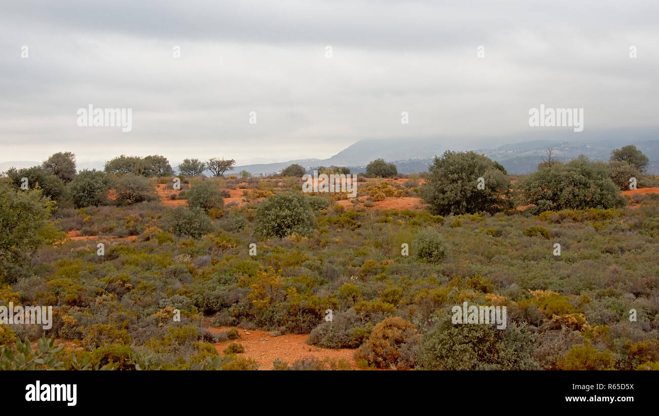 Sträuchern auf die andalusische Landschaft mit Dunstige Berge der Sierra Nevada im hintergrund D Stockfoto