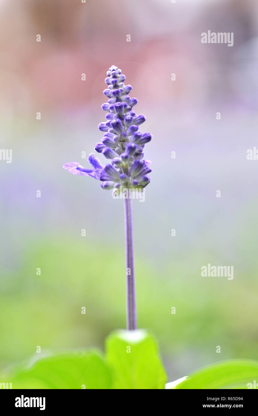Blühende blaue bugleweeds Ajuga Stockfoto