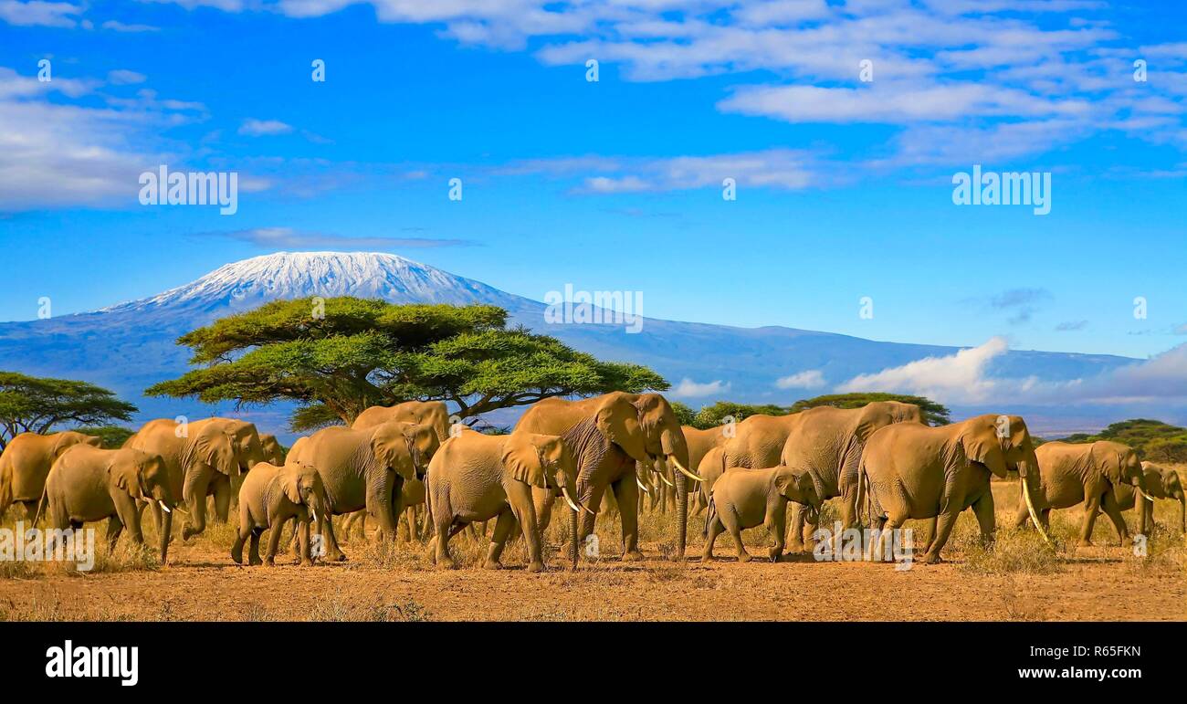 Herde von afrikanischen Elefanten auf Safari Reise nach Kenia mit einer schneebedeckten Kilimanjaro Mountain in Tansania im Hintergrund, unter einem bewölkten Himmel. Stockfoto