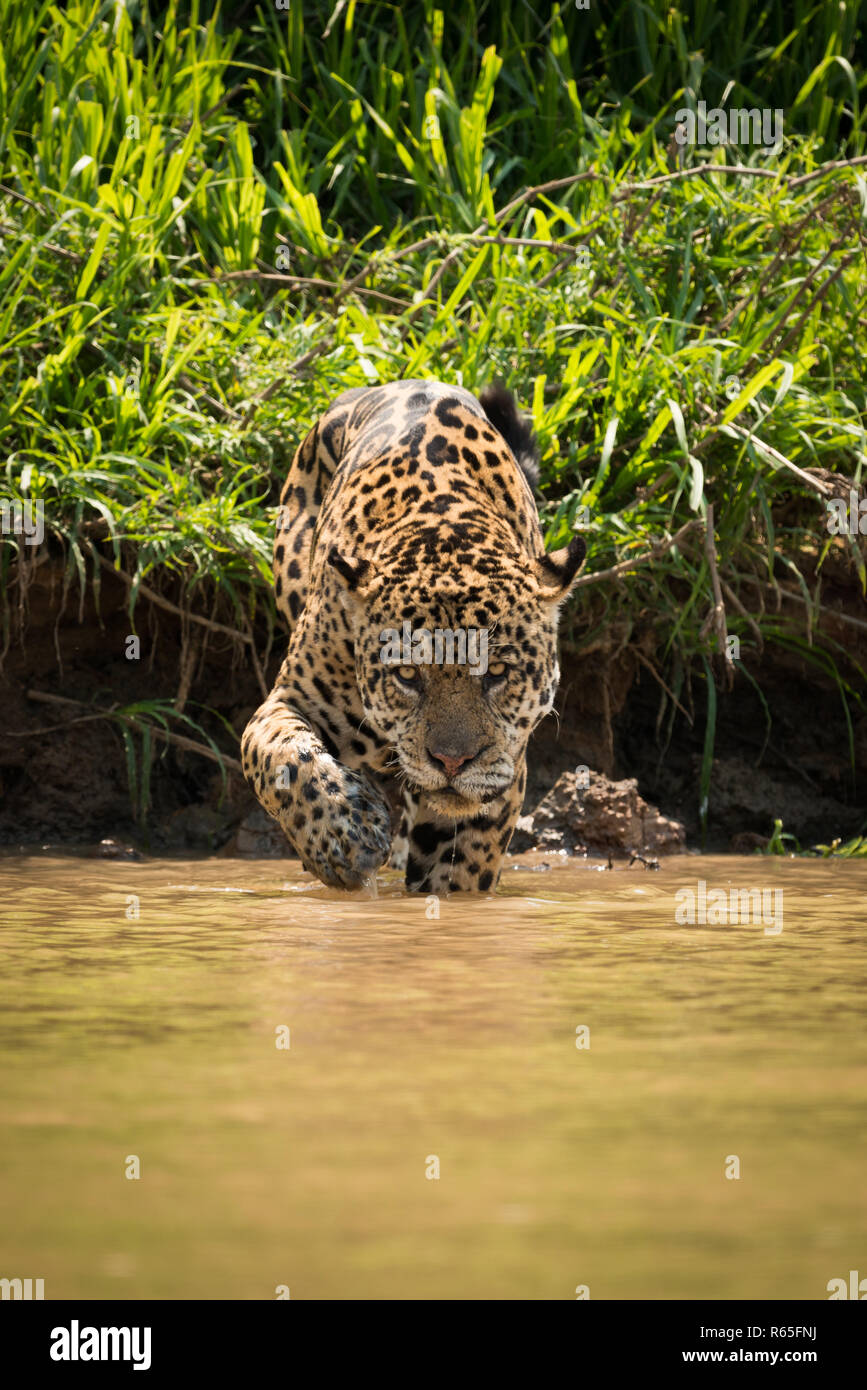 Jaguar zu Fuß durch schlammigen Untiefen in Richtung Kamera Stockfoto