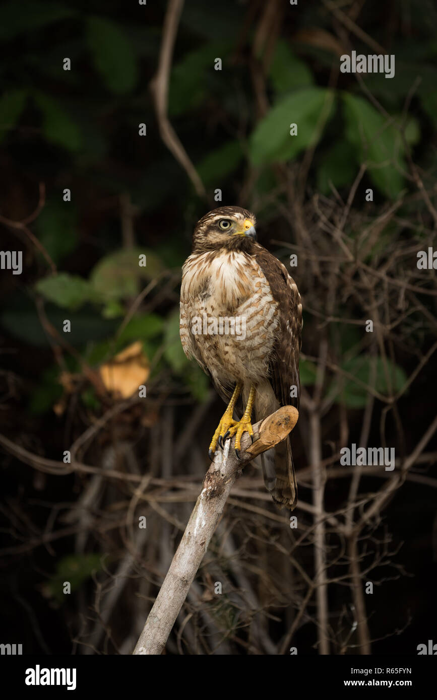 Am Straßenrand Hawk auf Toten Ast rechts Stockfoto