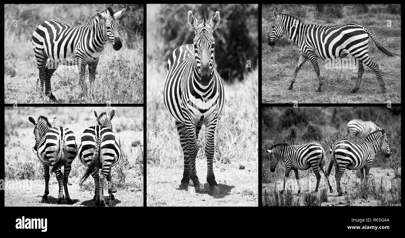 Eine Sammlung von Bildern mit Zebras in Afrika in Schwarz und Weiß mit einem schwarzen Rahmen. Stockfoto