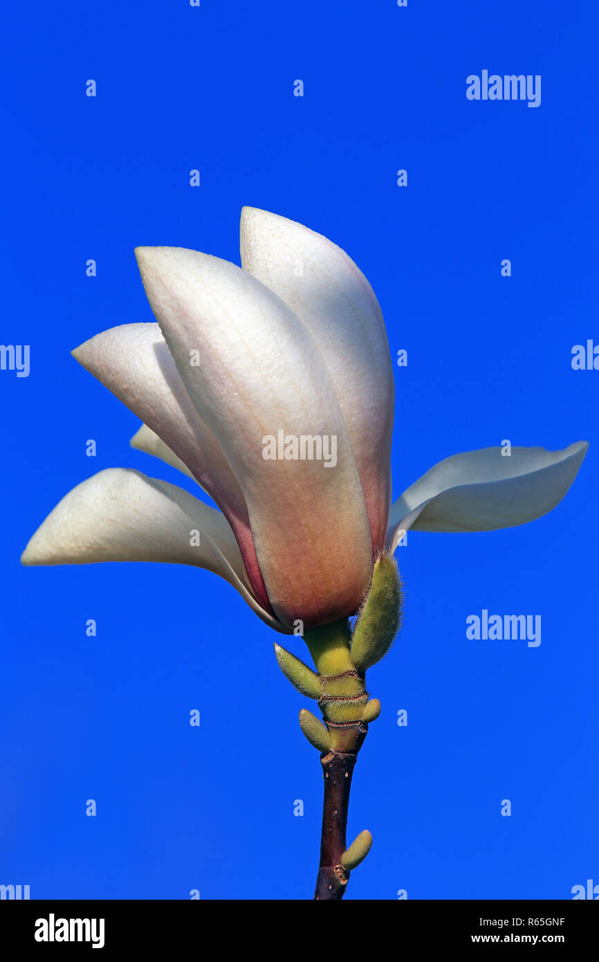 Einzelne Blume der Magnolia sprengeri vor blauem Himmel Stockfoto