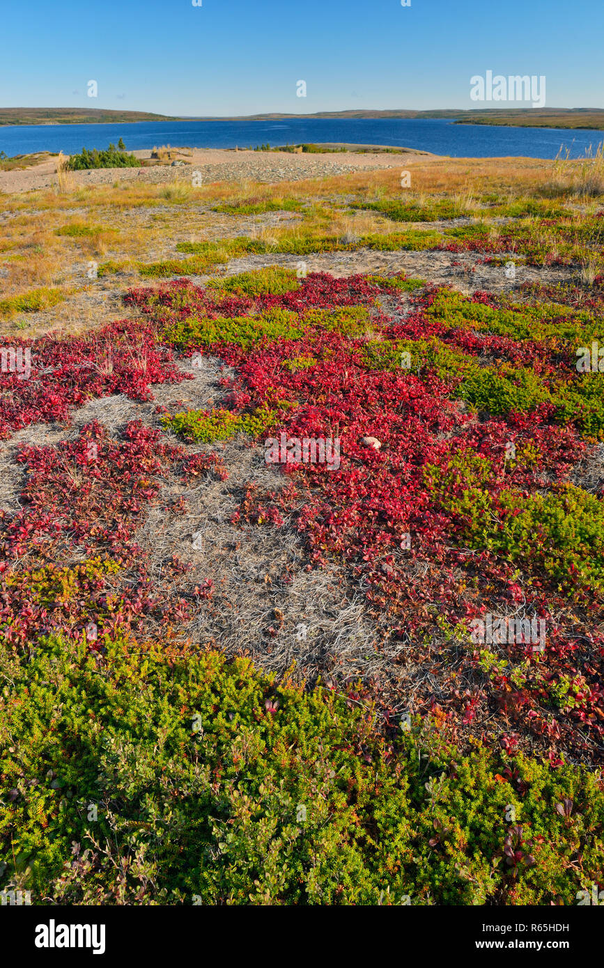 Anfang Herbst Farben in der Tundra Oser mit Blick auf Ennadai Lake, Ennadai Lake, Territorium Nunavut, Kanada Stockfoto