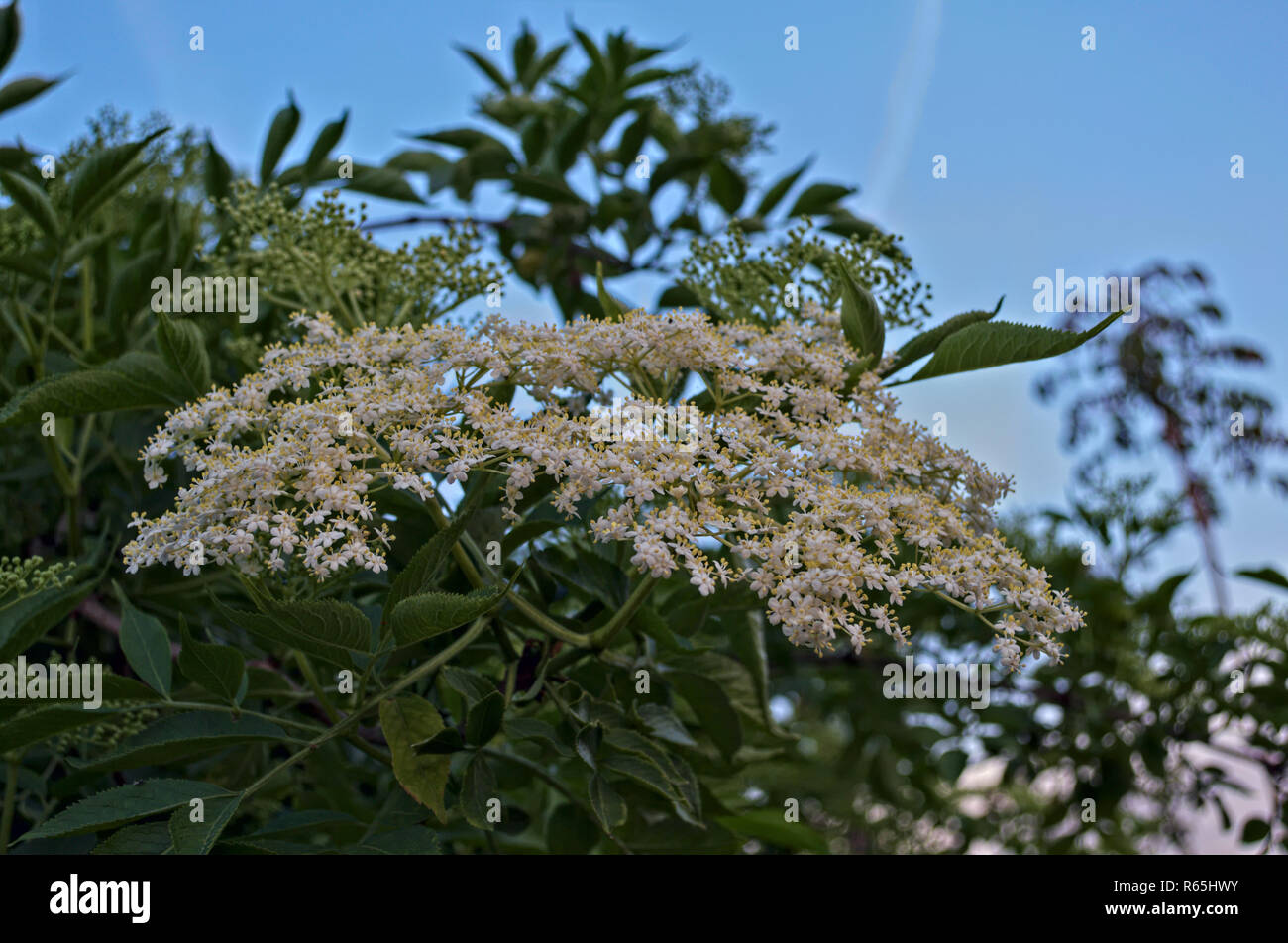 Holunder blumen hautnah -Fotos und -Bildmaterial in hoher Auflösung – Alamy