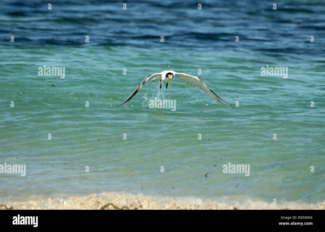 Sternbergseeschwalbe (Sterna bergii) im Flug über dem Ozean. Westaustralien. Stockfoto