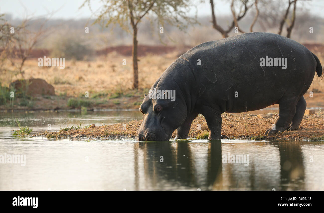 Flusspferd oder nilpferd (Hippopotamus amphibius) Eintritt in das Wasser an einem Wasserloch oder Wasserloch während einer Safari Besuch in Namibia Stockfoto