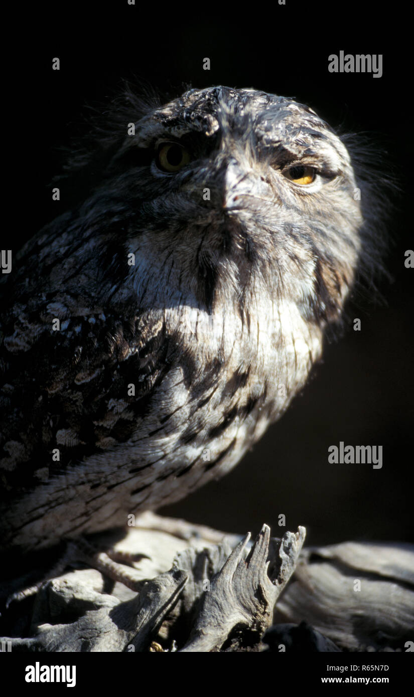 Die Tawny frogmouth (Podargus strigoides) ist eine Pflanzenart aus der Gattung der frogmouth native auf und fand auf dem australischen Festland und Tasmanien. Stockfoto