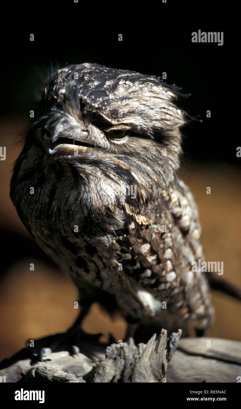 Die Tawny frogmouth (Podargus strigoides) ist eine Pflanzenart aus der Gattung der frogmouth native auf und fand auf dem australischen Festland und Tasmanien. Stockfoto