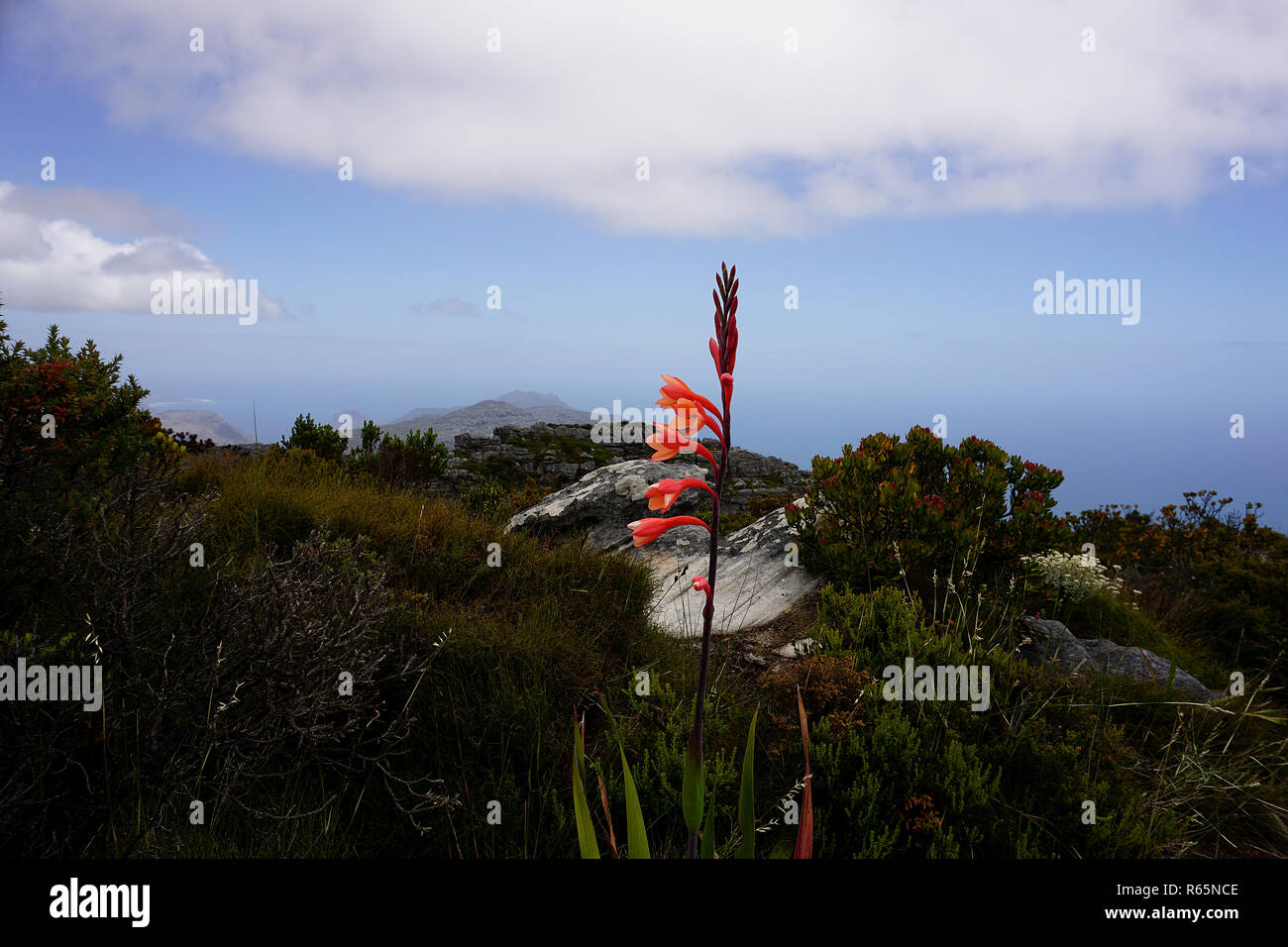 Blume auf dem Tafelberg in der Nähe von Kapstadt Stockfoto