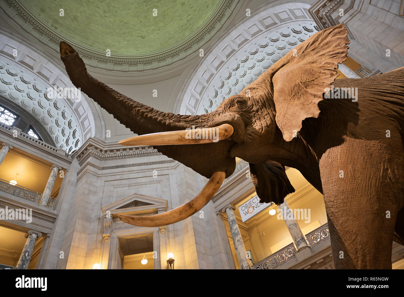 Smithsonian National Museum of Natural History Rotunde elephant Stockfoto