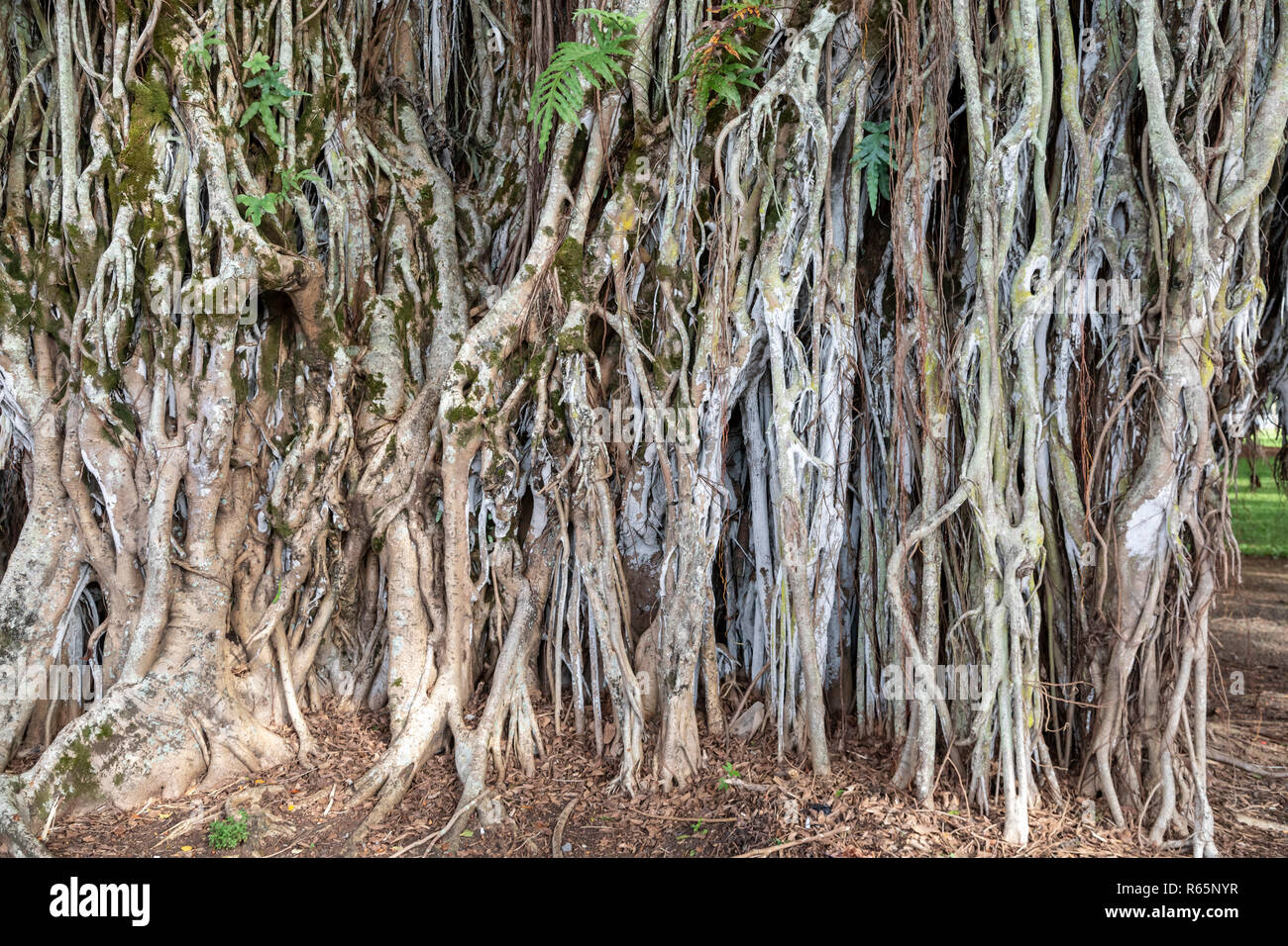 Hilo, Hawaii - Wurzeln einer großen Banyan Tree in der Innenstadt von Hilo. Stockfoto